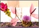 The Flower Company Blumen